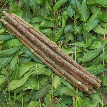 Neem Toothbrush Sticks