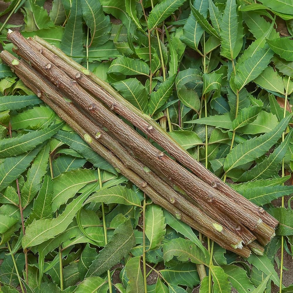 Neem Toothbrush Sticks